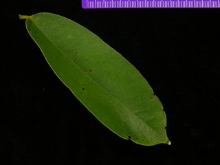 Machaerium kegelii, leaf top
