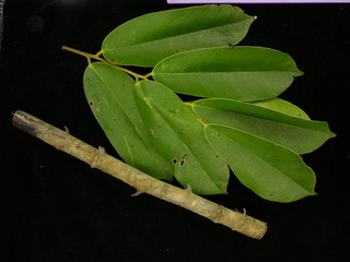 Machaerium kegelii, leaves