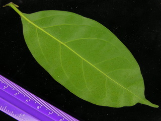 Nectandra sp DL BC1, leaf bottom