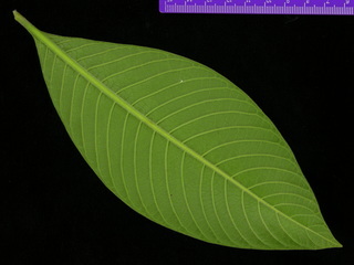 Psychotria micrantha leaf bottom