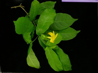 Stemmadenia grandiflora, flower and leaves