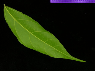 Alchornea costaricensis, leaf bottom