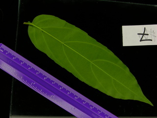 Anaxagorea panamensis, leaf bottom