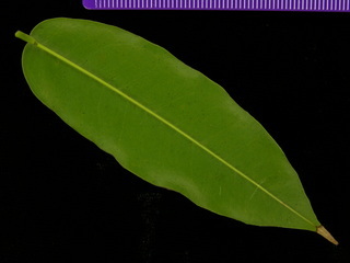 Andira inermis, leaf bottom