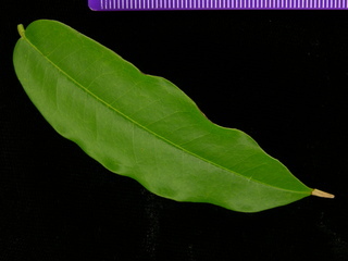 Andira inermis, leaf top