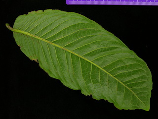Couratari panamensis, leaf bottom