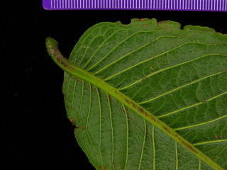 Couratari panamensis, leaf bottom stem