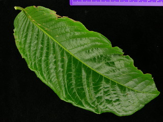 Couratari panamensis, leaf top