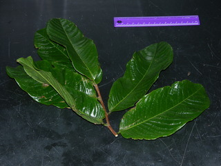 Couratari panamensis, leaves