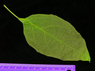 Cydista aequinoctialis, leaf bottom
