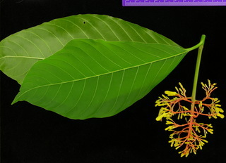Hamelia patens, flower and leaves