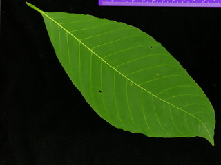 Hamelia patens, leaf top