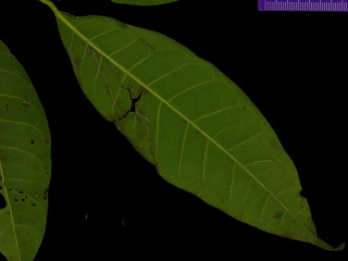Heisteria concinna, leaf bottom