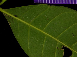 Heisteria concinna, leaf bottom stem