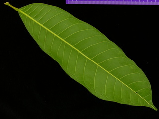 Protium tenuifolium, leaf bottom