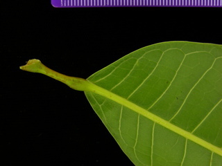 Protium tenuifolium, leaf bottom stem