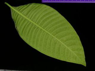 Psychotria limonensis, leaf bottom