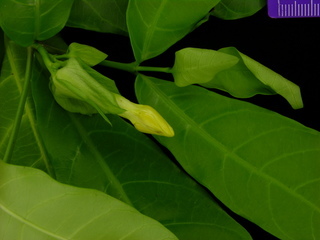 Stemmadenia grandiflora, emerging flower