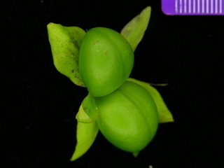 Stemmadenia grandiflora, fruits