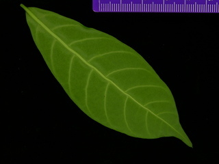 Stemmadenia grandiflora, leaf bottom