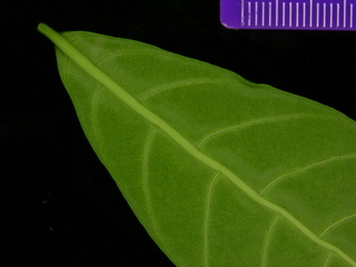 Stemmadenia grandiflora, leaf bottom stem