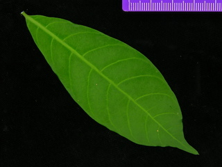 Stemmadenia grandiflora, leaf top