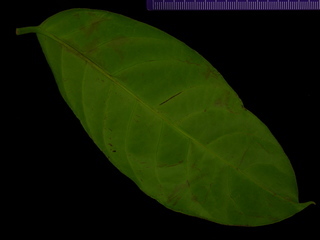 Tontelea ovalifolia, leaf bottom