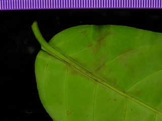 Tontelea ovalifolia, leaf bottom stem