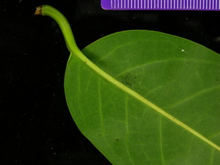 Annona glabra, leaf bottom stem