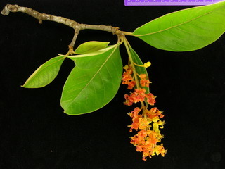 Byrsonima crassifolia, flower and leaves