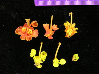 Byrsonima crassifolia, flowers