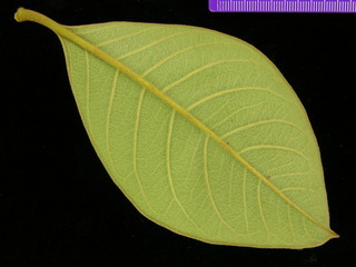 Byrsonima crassifolia, leaf bottom