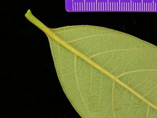 Byrsonima crassifolia, leaf bottom stem