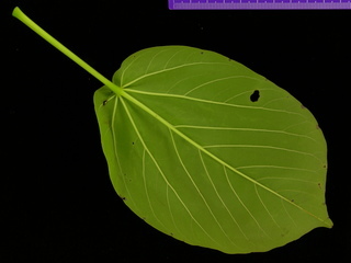Cavanillesia platanifolia, leaf bottom