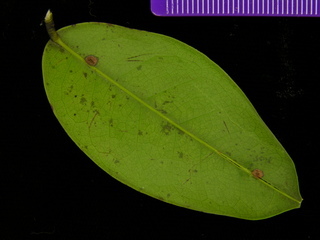 Connarus turczaninowii, leaf bottom
