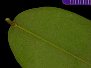 Connarus turczaninowii, leaf bottom stem