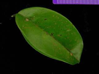 Connarus turczaninowii, leaf top