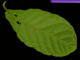 Cydista aequinoctialis, leaf bottom