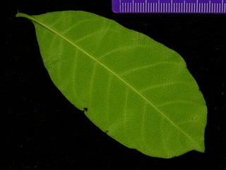 Doliocarpus olivaceus, leaf bottom