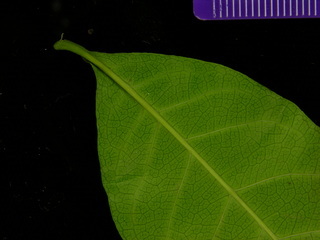 Doliocarpus olivaceus, leaf bottom stem