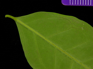 Eugenia oerstediana, leaf bottom stem