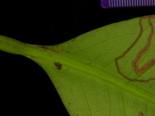 Garcinia intermedia, leaf bottom stem