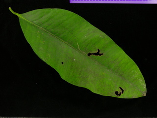 Garcinia intermedia, leaf top