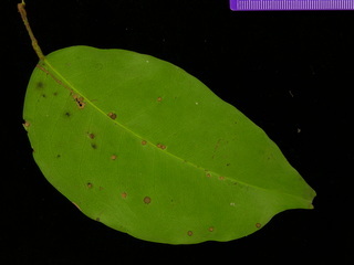 Prioria copaifera, leaf bottom