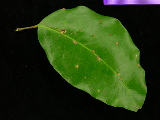 Prioria copaifera, leaf top