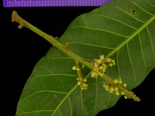 Protium tenuifolium, leaf bottom