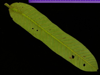 Virola sp DL BC64, leaf bottom
