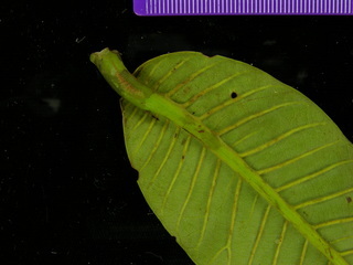 Virola sp DL BC64, leaf bottom stem