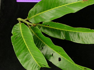Virola sp DL BC64, leaves