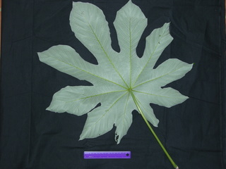 Cecropia obtusifolia, leaf bottom